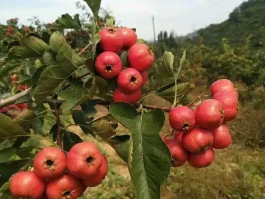 关于临时手机号码app临朐县寺头镇吕匣村周新东的手机号的信息